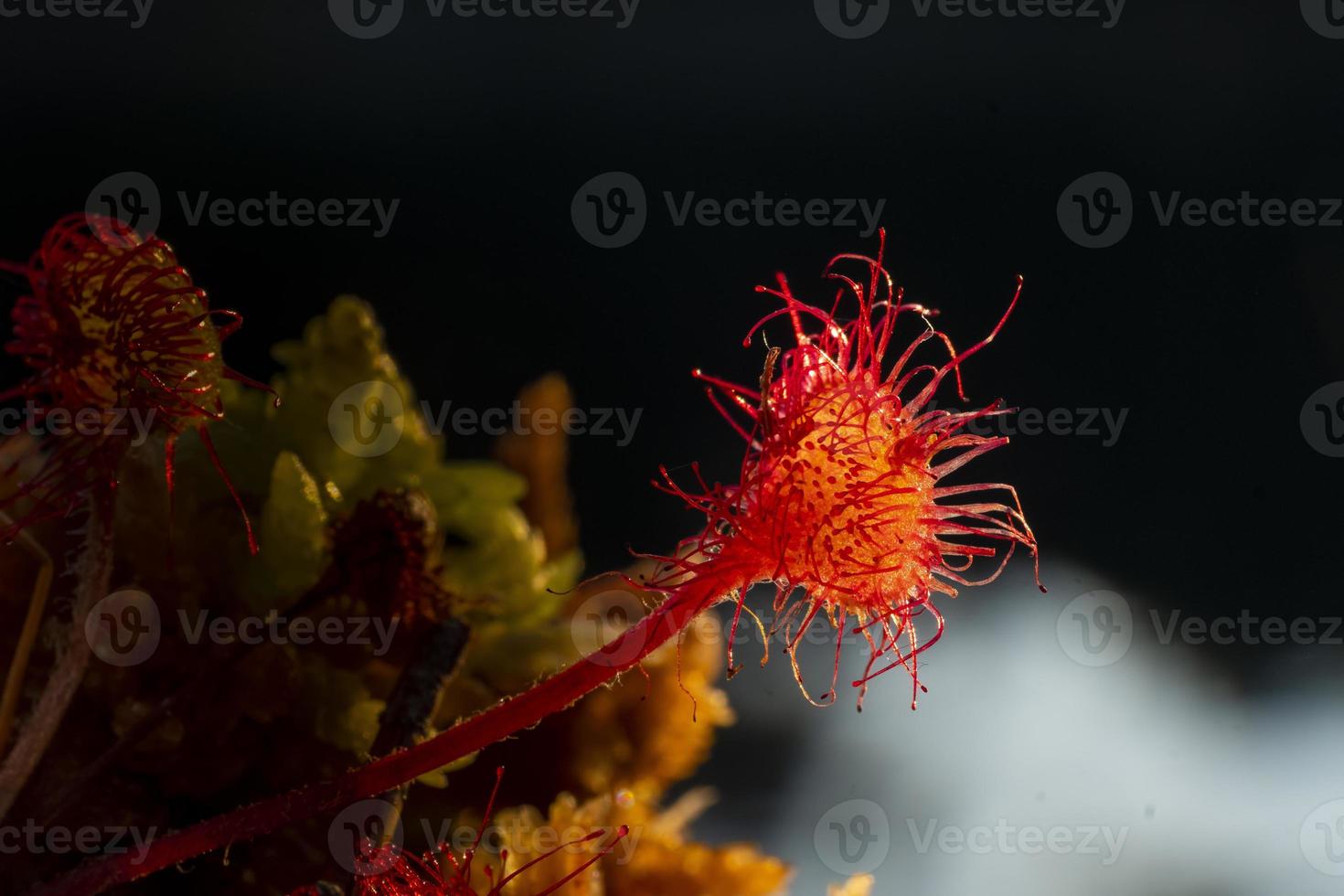 planta comedora de inseto sundew foto