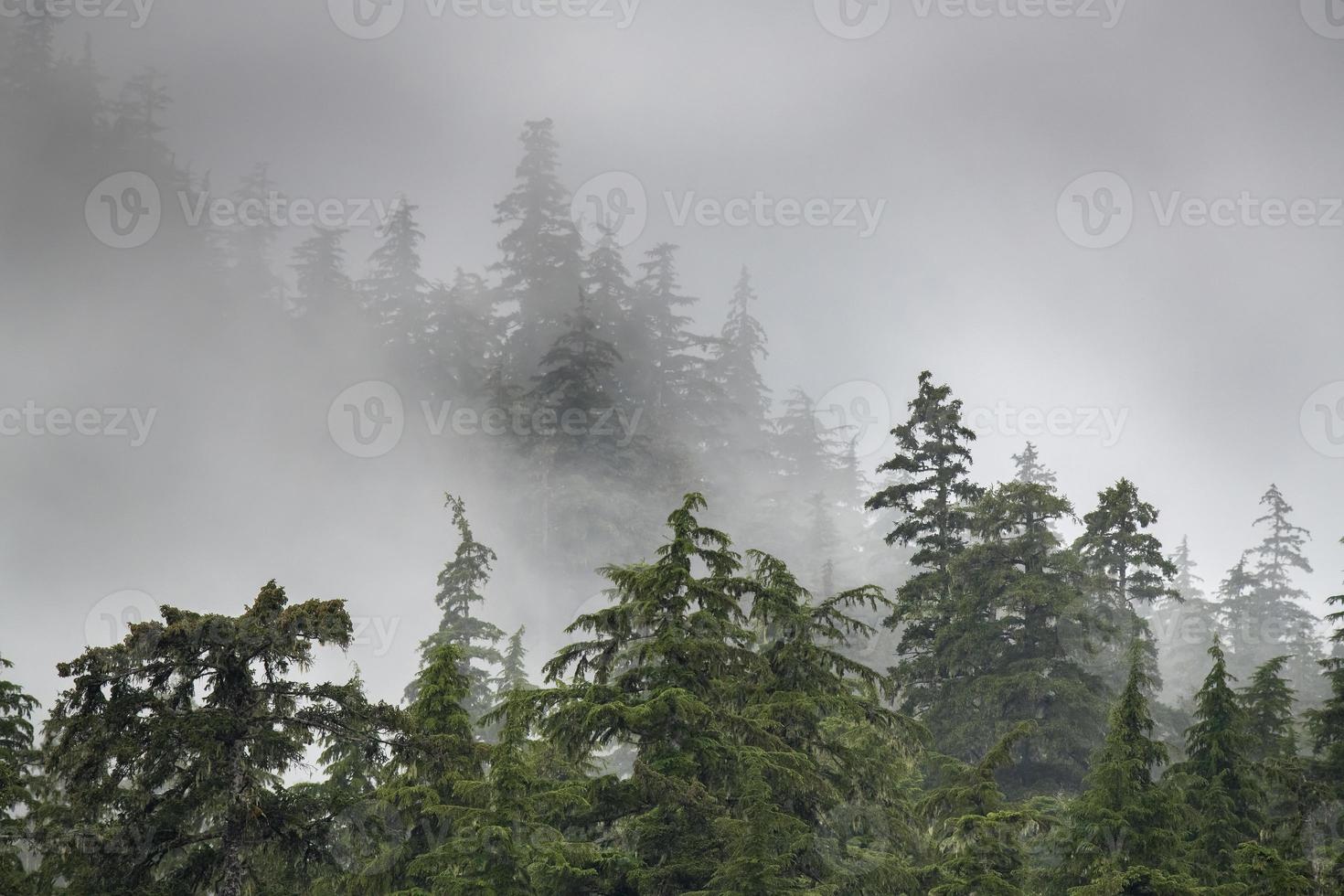 floresta nublada, alaska foto