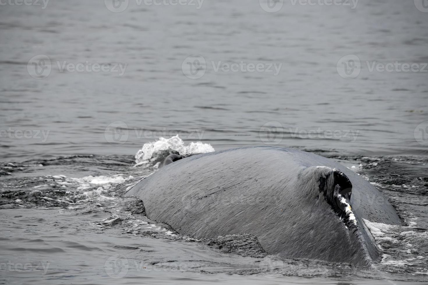 baleia jubarte, Alaska foto
