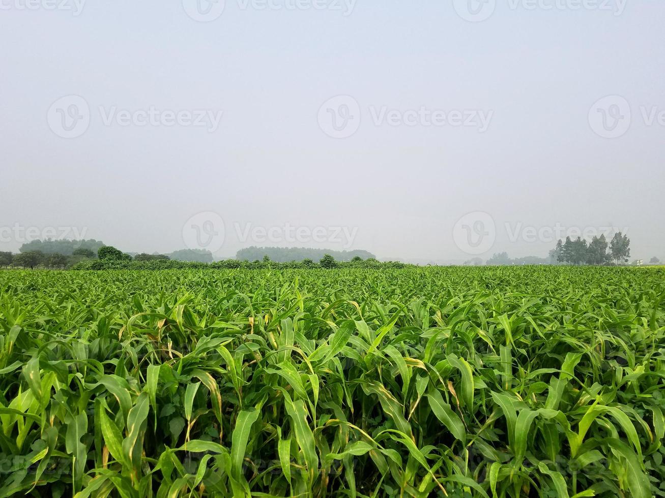 fotografia de terra verde foto