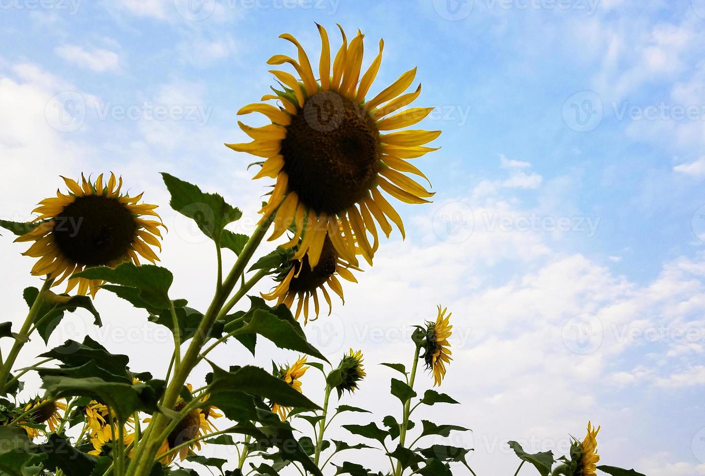 girassóis no campo com céu nublado foto