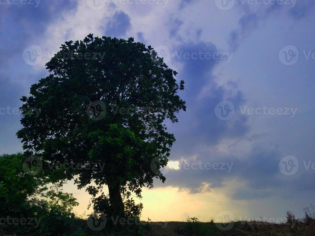 árvore com céu nublado foto