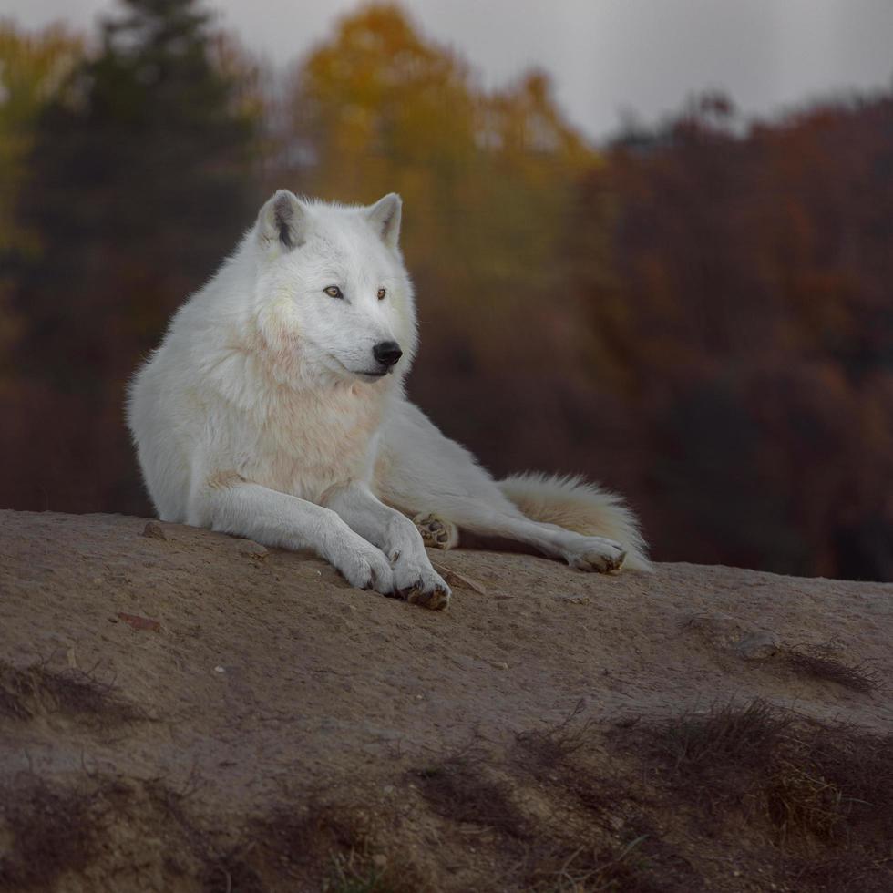 retrato de lobo ártico foto