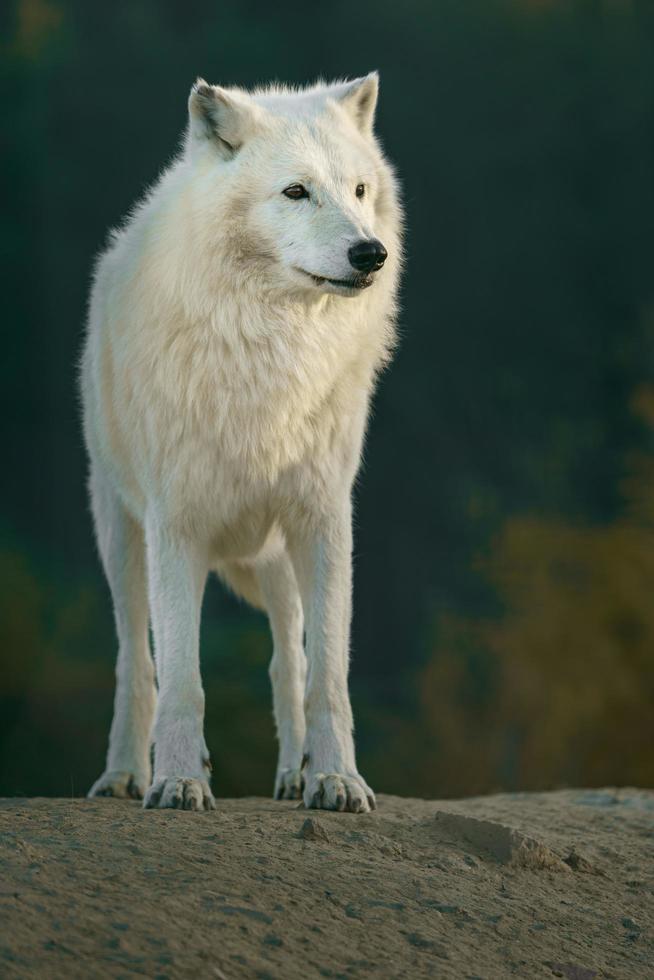 retrato de lobo ártico foto