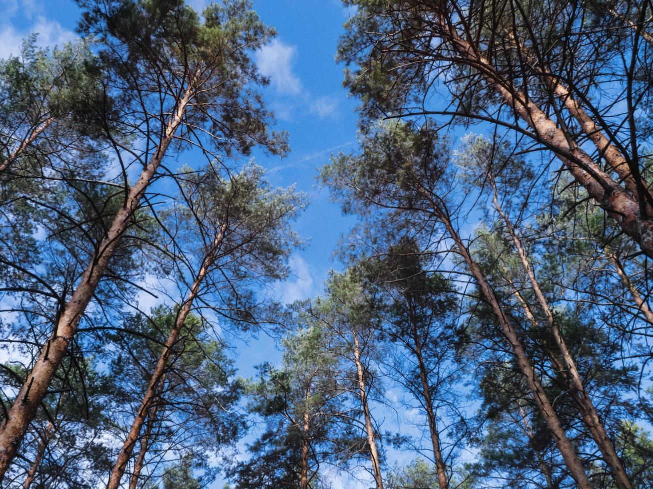 belos pinheiros na floresta. foto