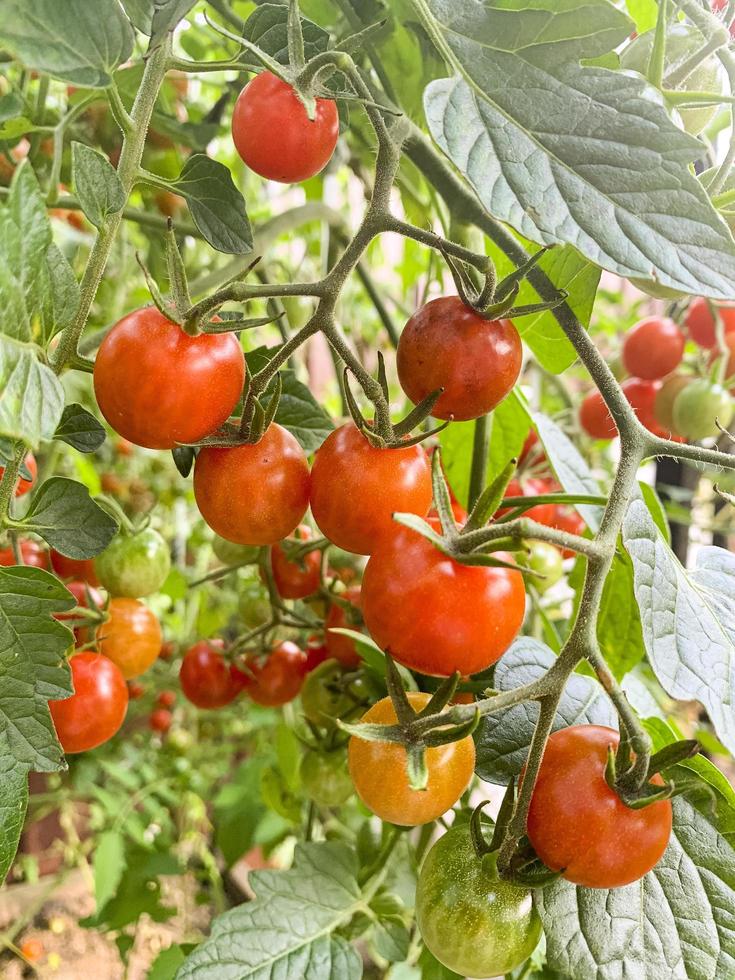 tomate cereja vermelho no arbusto com folhas verdes. foto de estúdio