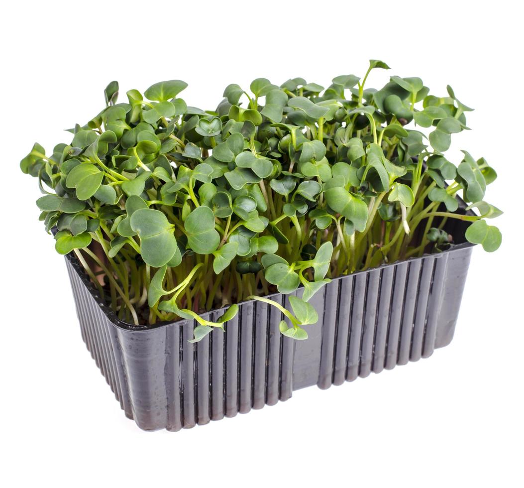 as microgreens. crescendo a partir de sementes em casa foto