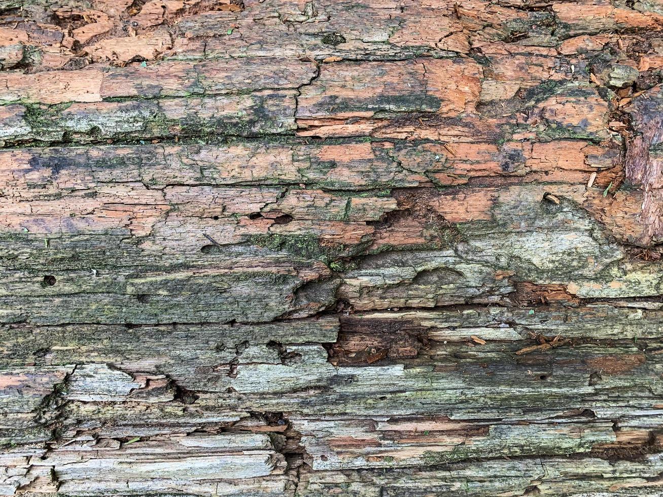 fundo, textura de uma velha superfície de madeira podre e danificada foto