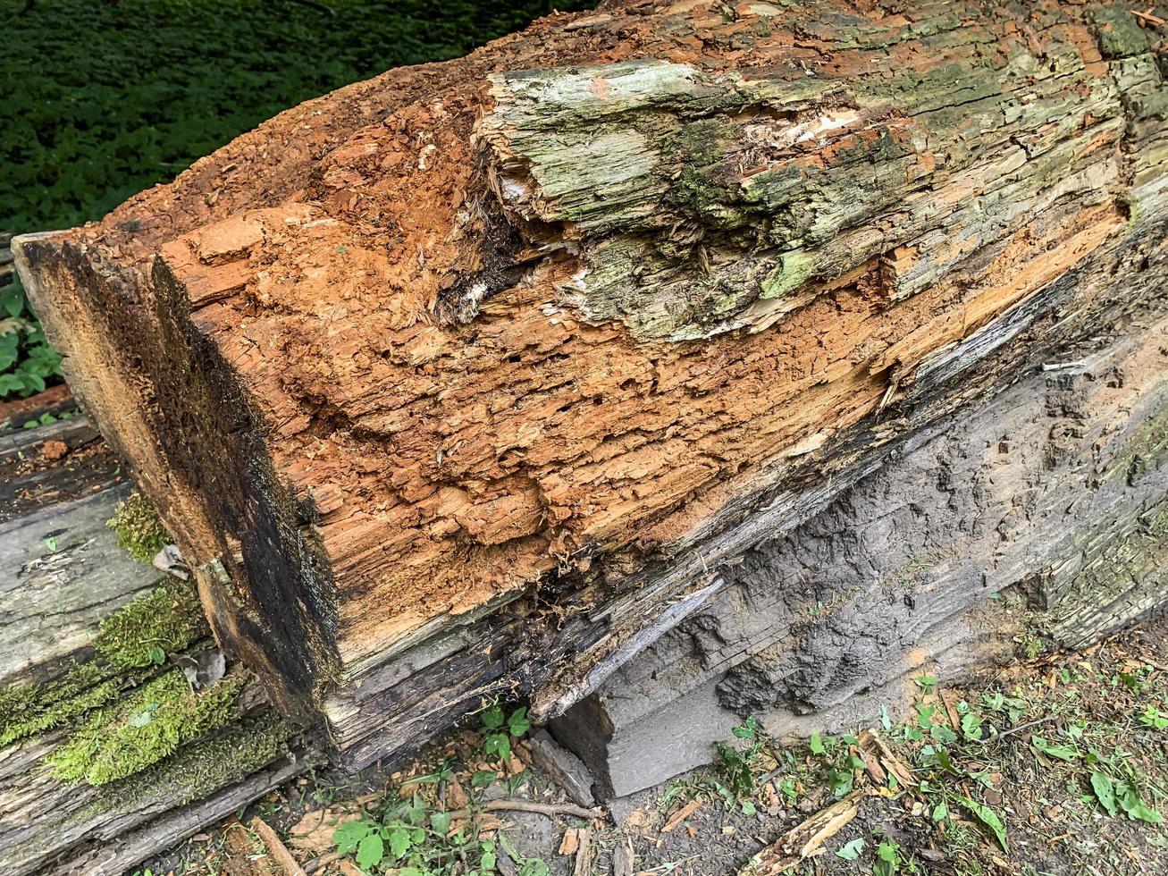 fundo, textura de uma velha superfície de madeira podre e danificada foto