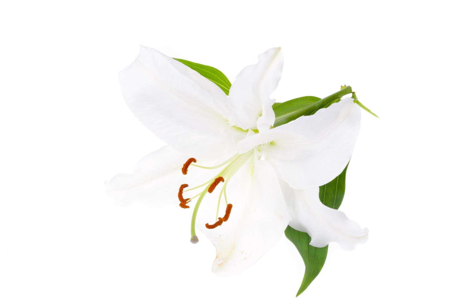 delicada flor de lírio branco, isolada. foto de estúdio