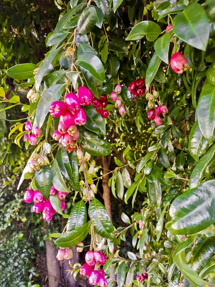 frutas, sementes, flores ou botões cor-de-rosa na áfrica do sul. foto