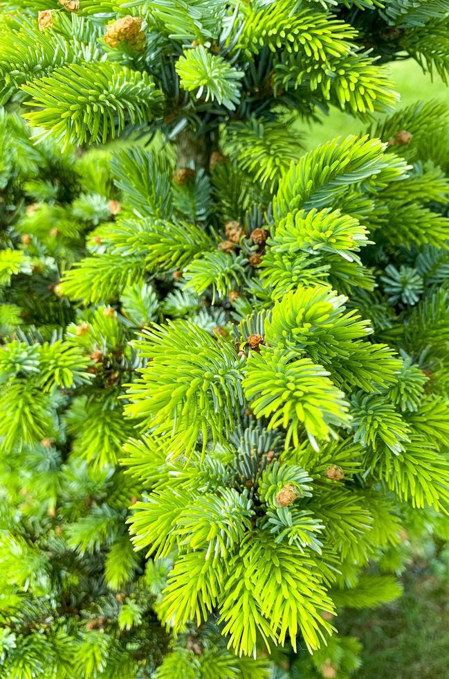 jovens brotos coloridos e cones em árvores spruce. foto de estúdio