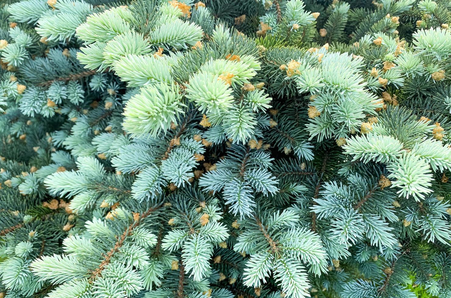 jovens brotos coloridos e cones em árvores spruce. foto de estúdio