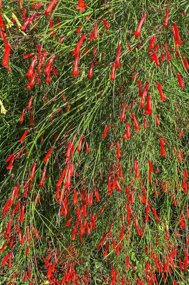 arbusto ornamental com flores vermelhas crescendo do lado de fora. foto de estúdio