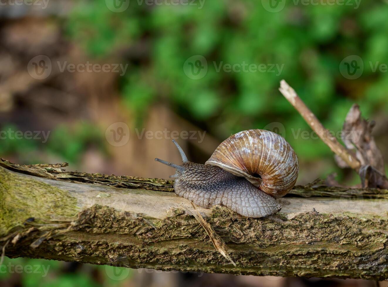 romano Caracol ou Borgonha Caracol resp.hélice pomatia em passeio, inferior Rhine região, alemanha foto