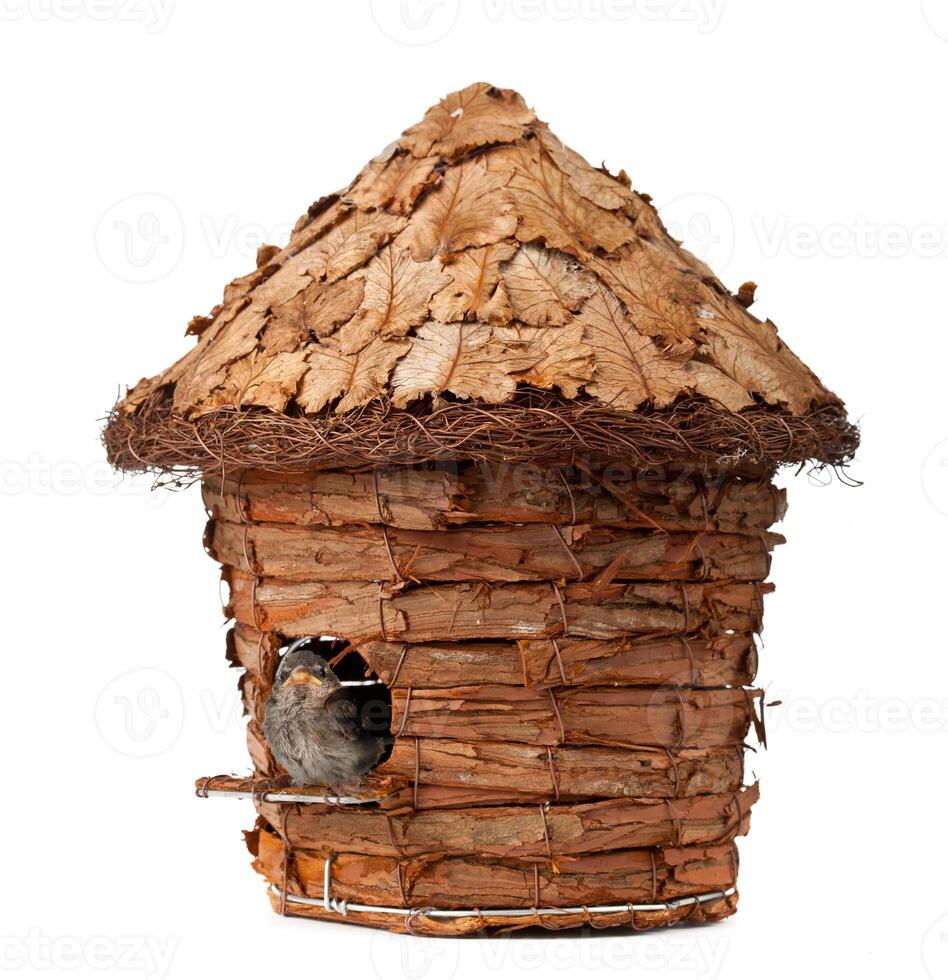 Casa de passarinho com pequeno pardal foto