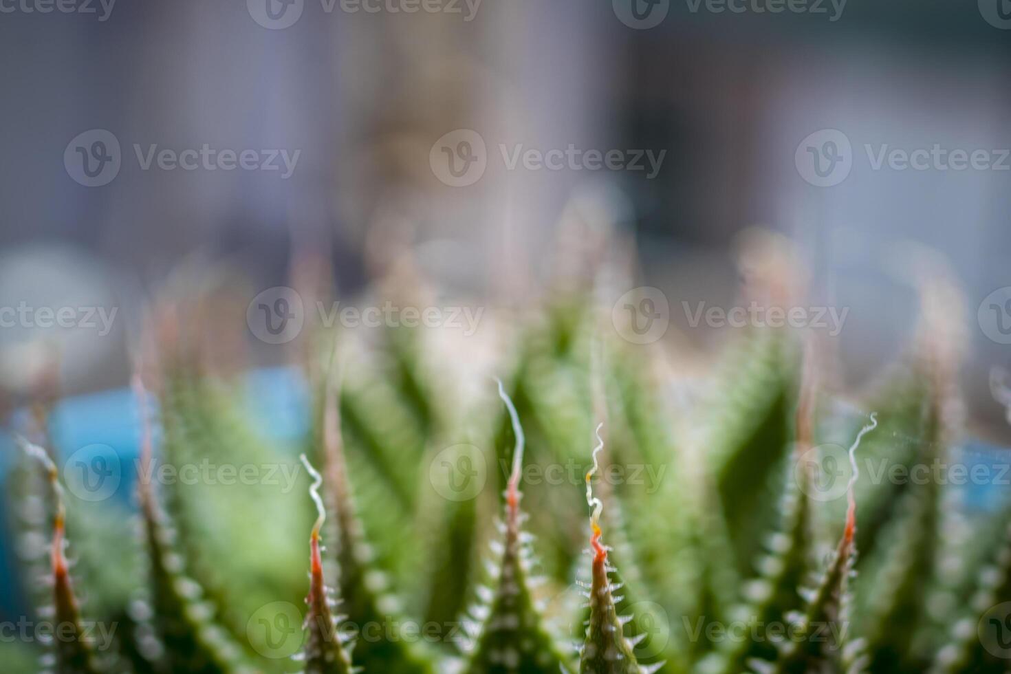 fechar-se macro tiro do renda aloés ou aristaloé aristata, abstrato branco rendado padrões em a verde aguçado folhas foto