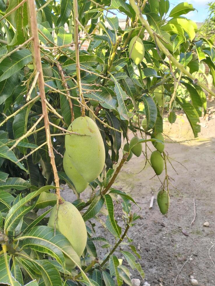 uma grupo do manga com folha fundo. jovem fresco verde manga fruta suspensão em manga árvore dentro a jardim Fazenda agrícola foto