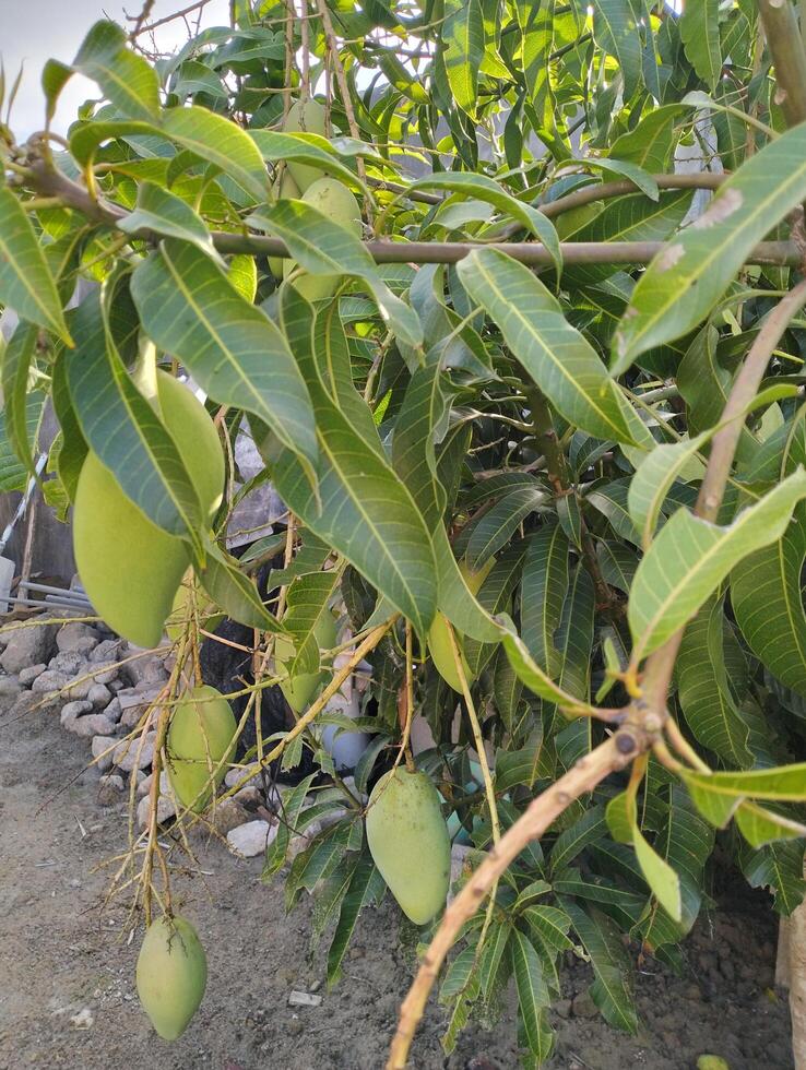 uma grupo do manga com folha fundo. jovem fresco verde manga fruta suspensão em manga árvore dentro a jardim Fazenda agrícola foto