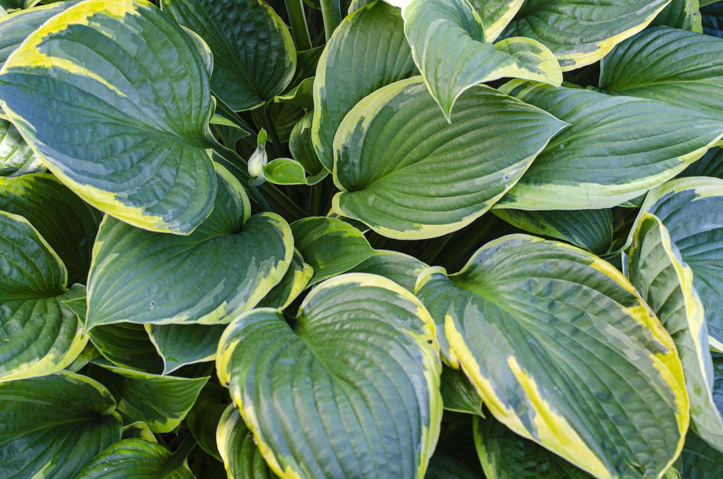 folhas e plantas de hosta do jardim de flores. foto de estúdio