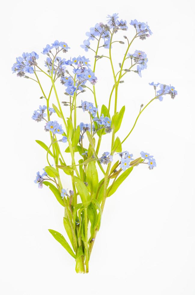 pequeno ramo de delicada primavera azul, flores de myosotis de verão. foto de estúdio