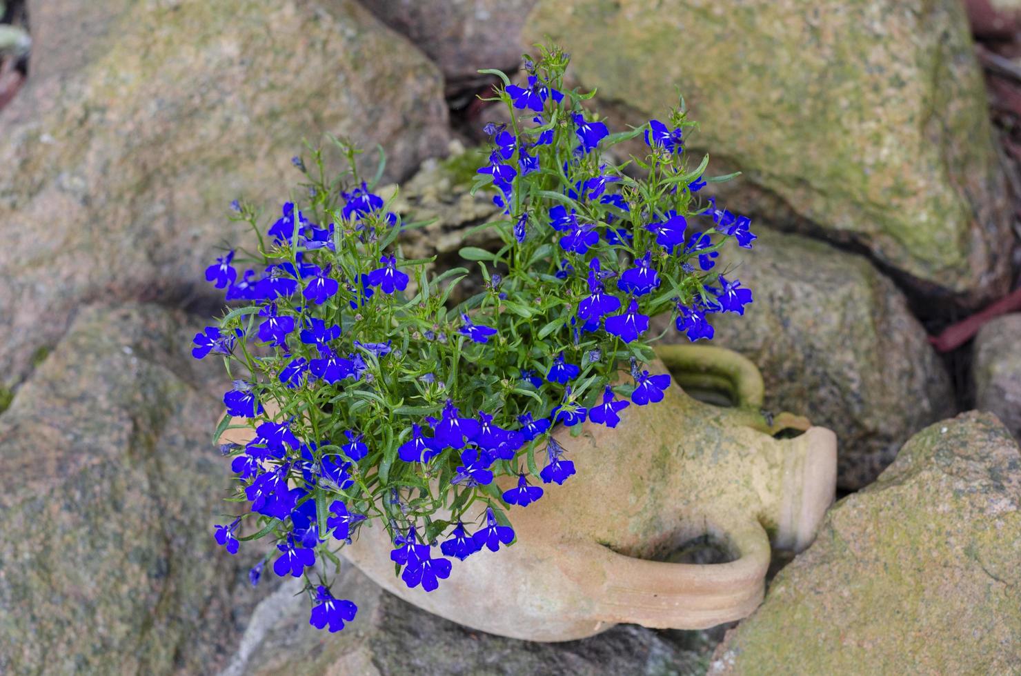 vaso de argila com flores azuis em fundo de pedras. foto de estúdio