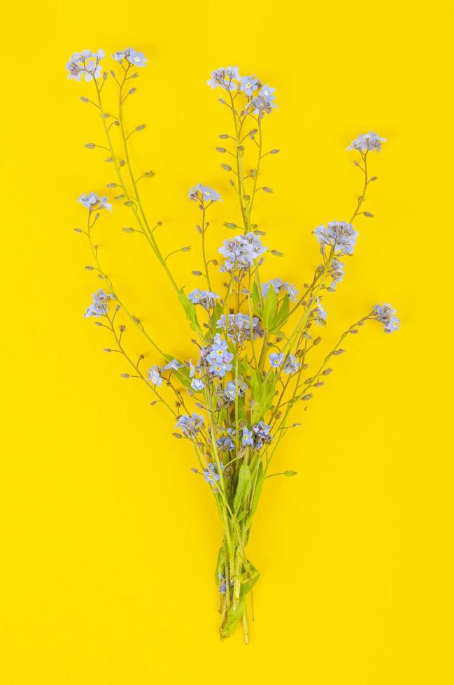 pequeno ramo de delicada primavera azul, flores de myosotis de verão. foto de estúdio