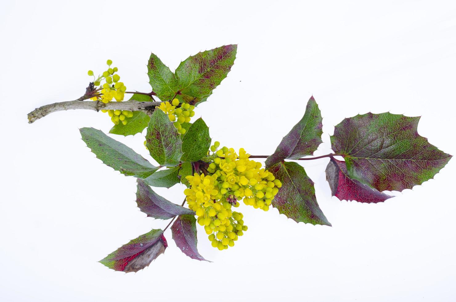 ramo de arbusto do jardim ornamental com flores amarelas, mahonia aquifolia. foto de estúdio