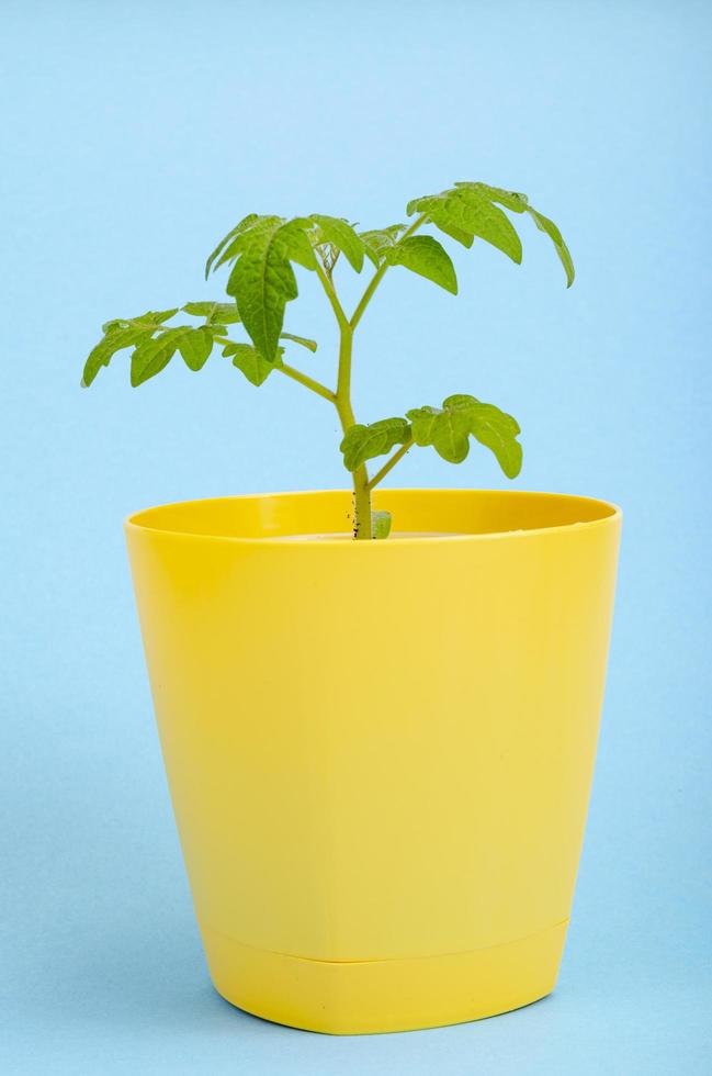 potes, recipientes com mudas verdes de tomates sobre fundo azul. foto