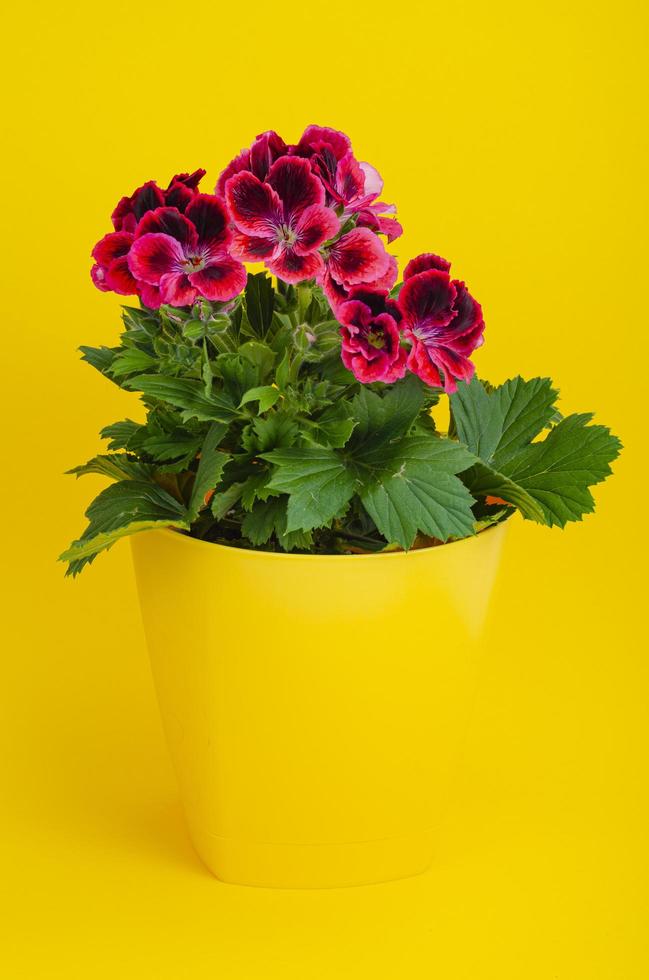 vaso de flores com desabrochar lindo pelargonium rosa. foto