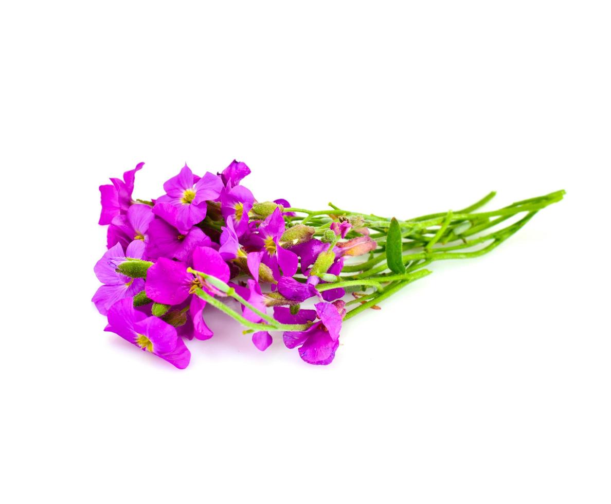 flor violeta em fundo claro foto