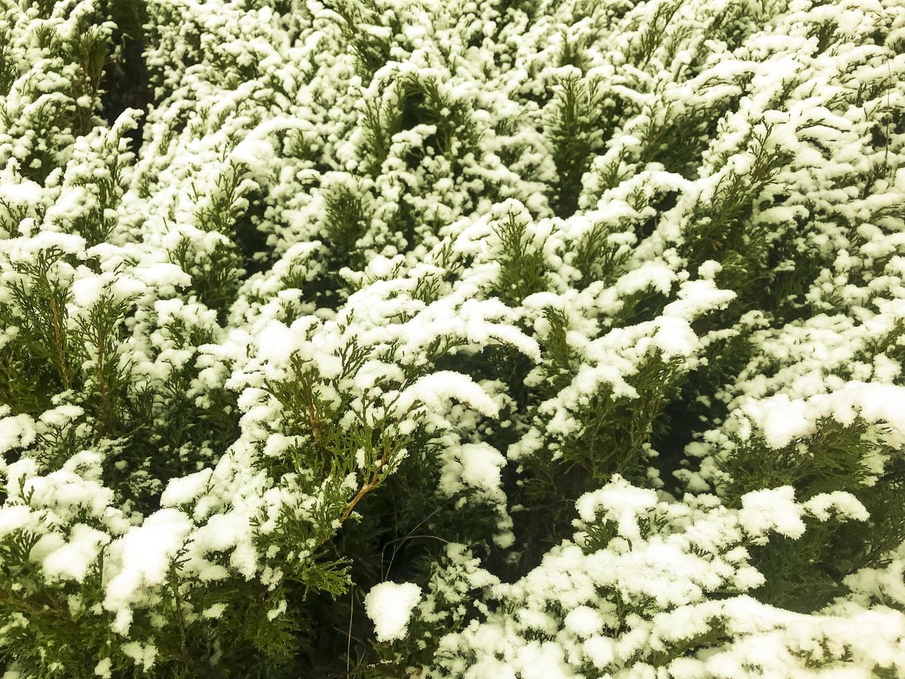 plantas, árvores, arbustos, flores sob a primeira neve no inverno. foto