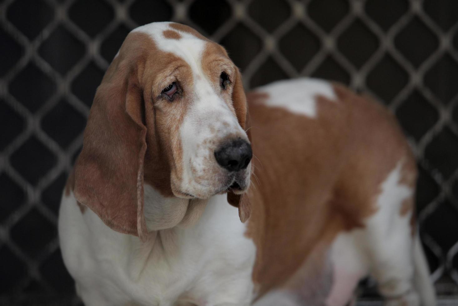 cachorro marrom branco fofo foto