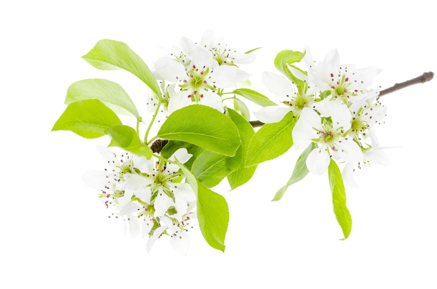 galho de árvore frutífera que floresce em flores brancas isoladas. foto