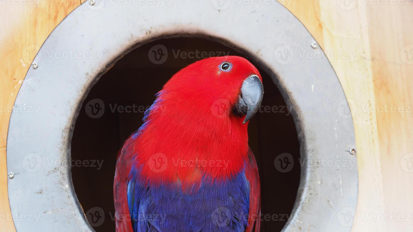uma lindo vermelho papagaio pássaro conhecido Como molucano electus dentro uma Casa de passarinho. foto