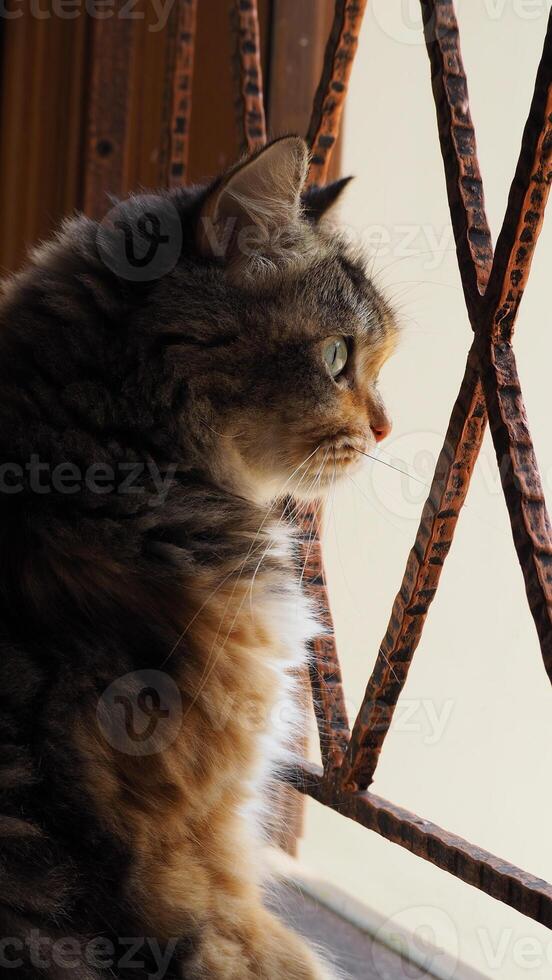 curioso gato sentado em peitoril da janela e olhando lado de fora foto