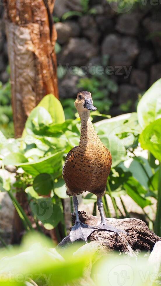 assobio Pato em a lagoa às a floresta foto