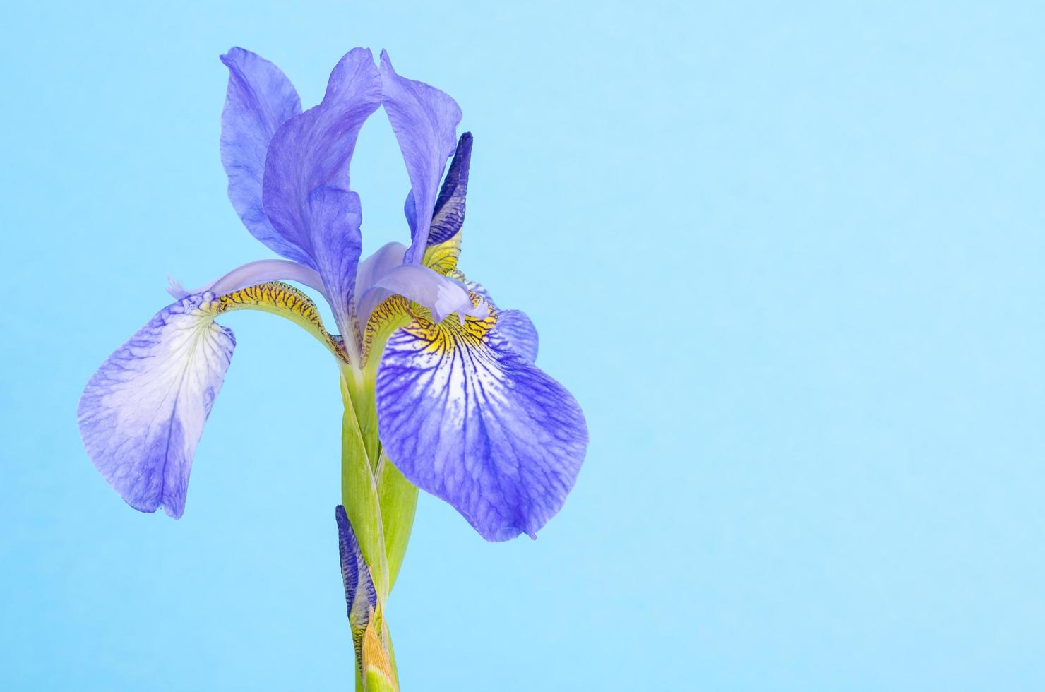 íris frescas de jardim azul sobre fundo de papel brilhante. foto