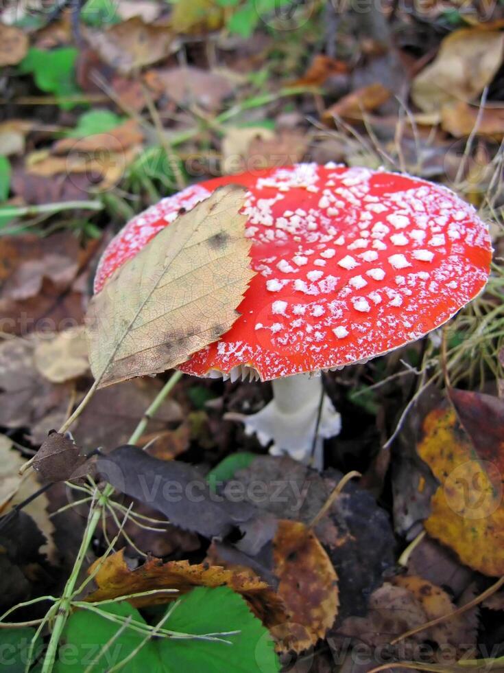 venenoso cogumelo uma vermelho mosca agárico dentro floresta foto