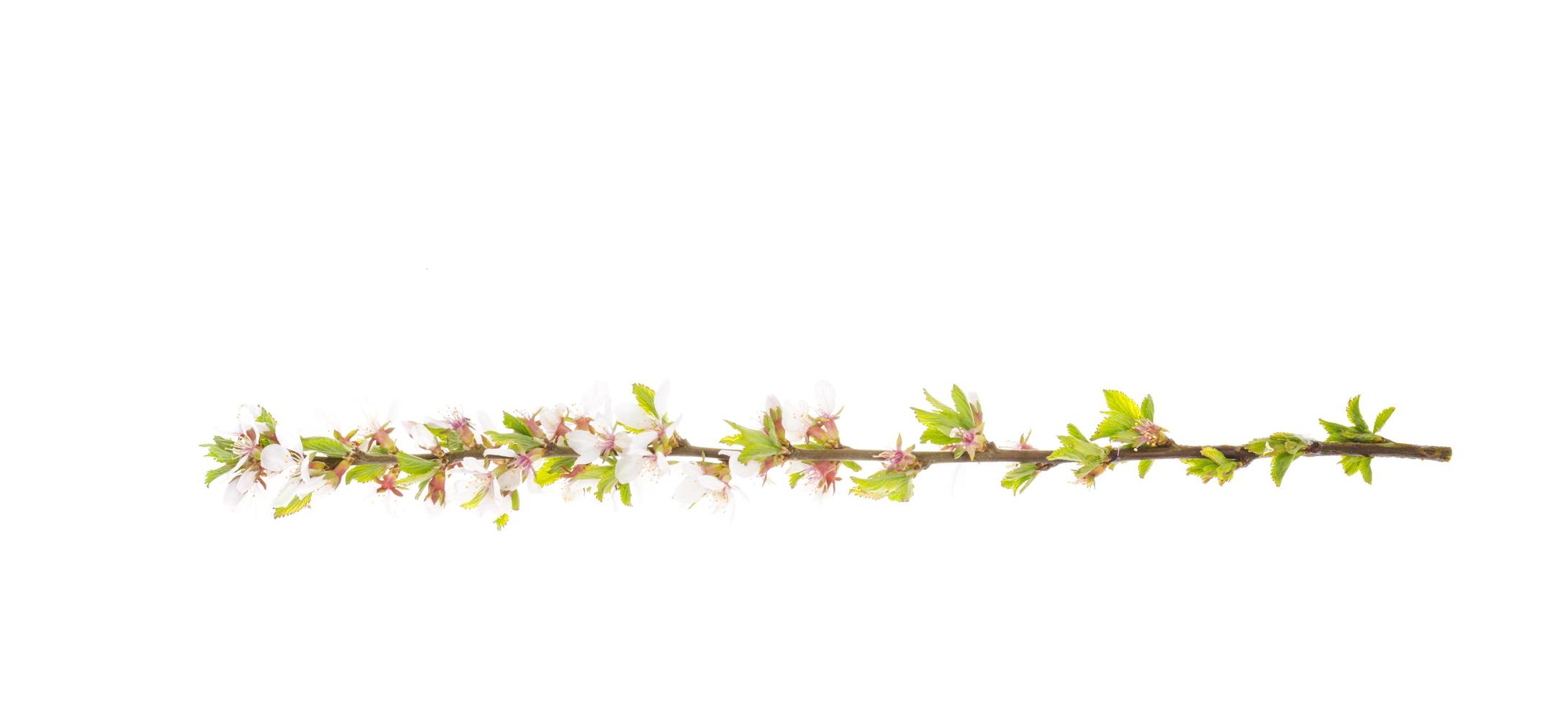 ramo de prunus tomentosa com folhas verdes e flores tenras em flor. foto