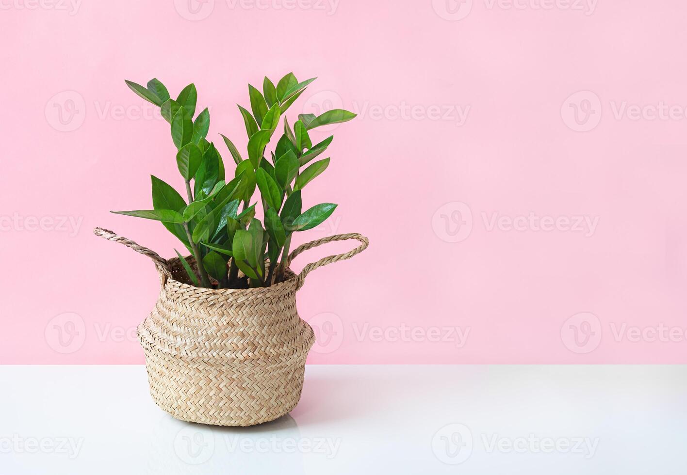 zamioculcas em Rosa fundo foto