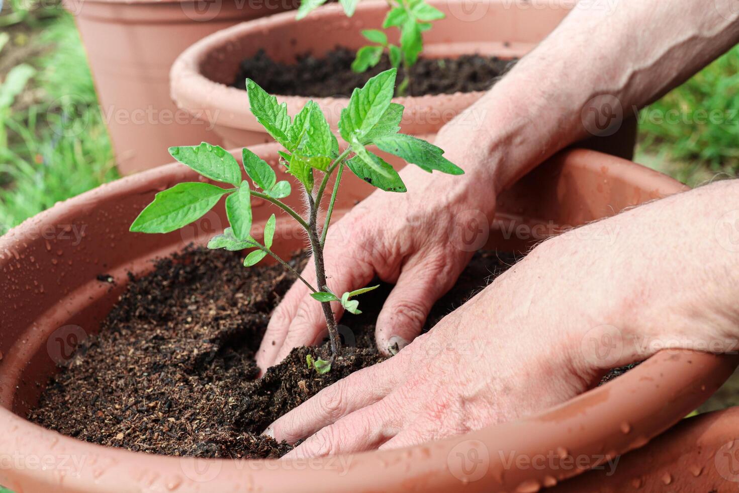 uma homem plantas jovem verde tomate brotos para dentro a potes, foto