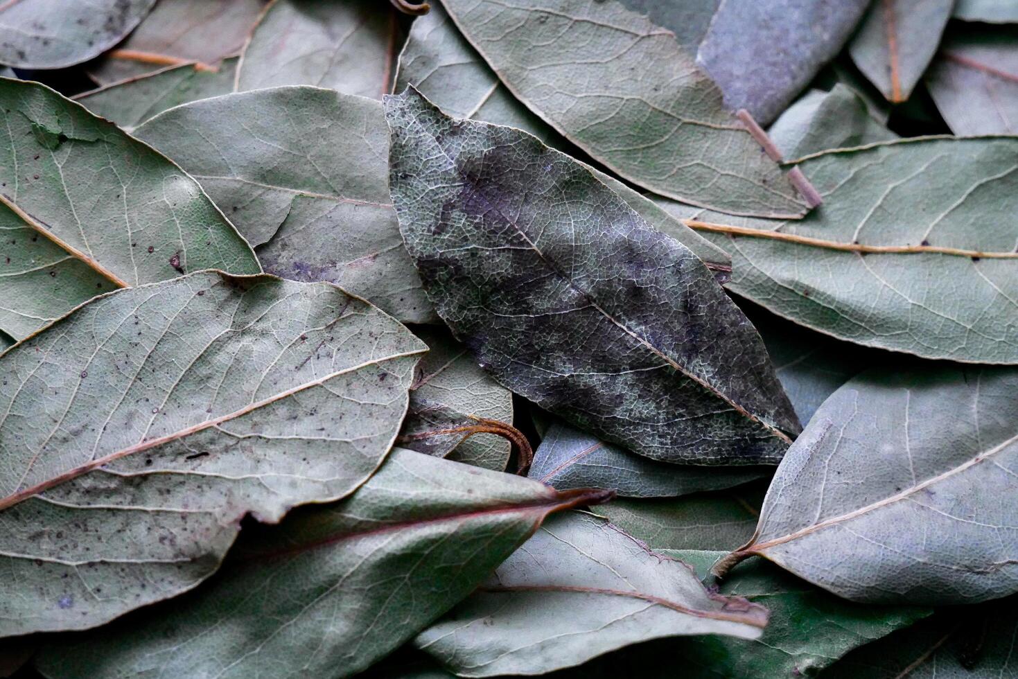 uma pilha do folhas com Castanho e verde folhas foto