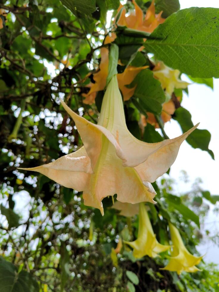 amarelo trompete flor ou brugmansia ou bunga terompet dentro a jardim. foto