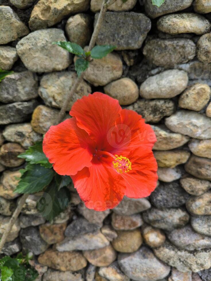 vermelho hibisco flor - hibisco rosa-sinensis eu - floresce em a jardim, Está chamado kembang sepatu dentro Indonésia foto