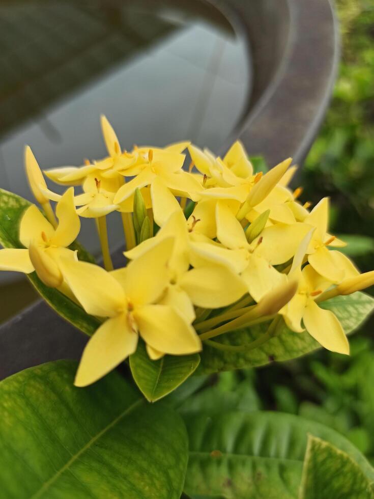 soka flores ou ixora pode flor ao longo a estação dentro áreas com tropical climas, estão bastante popular Como cerca plantas dentro alguns partes do sudeste Ásia foto