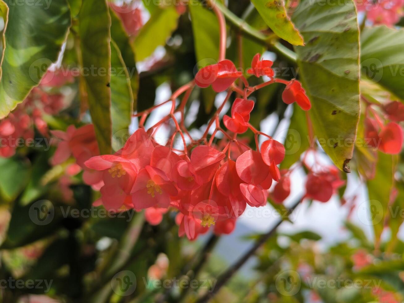 vermelho extravagante ou vermelho begônia flores estão florescendo dentro a jardim foto