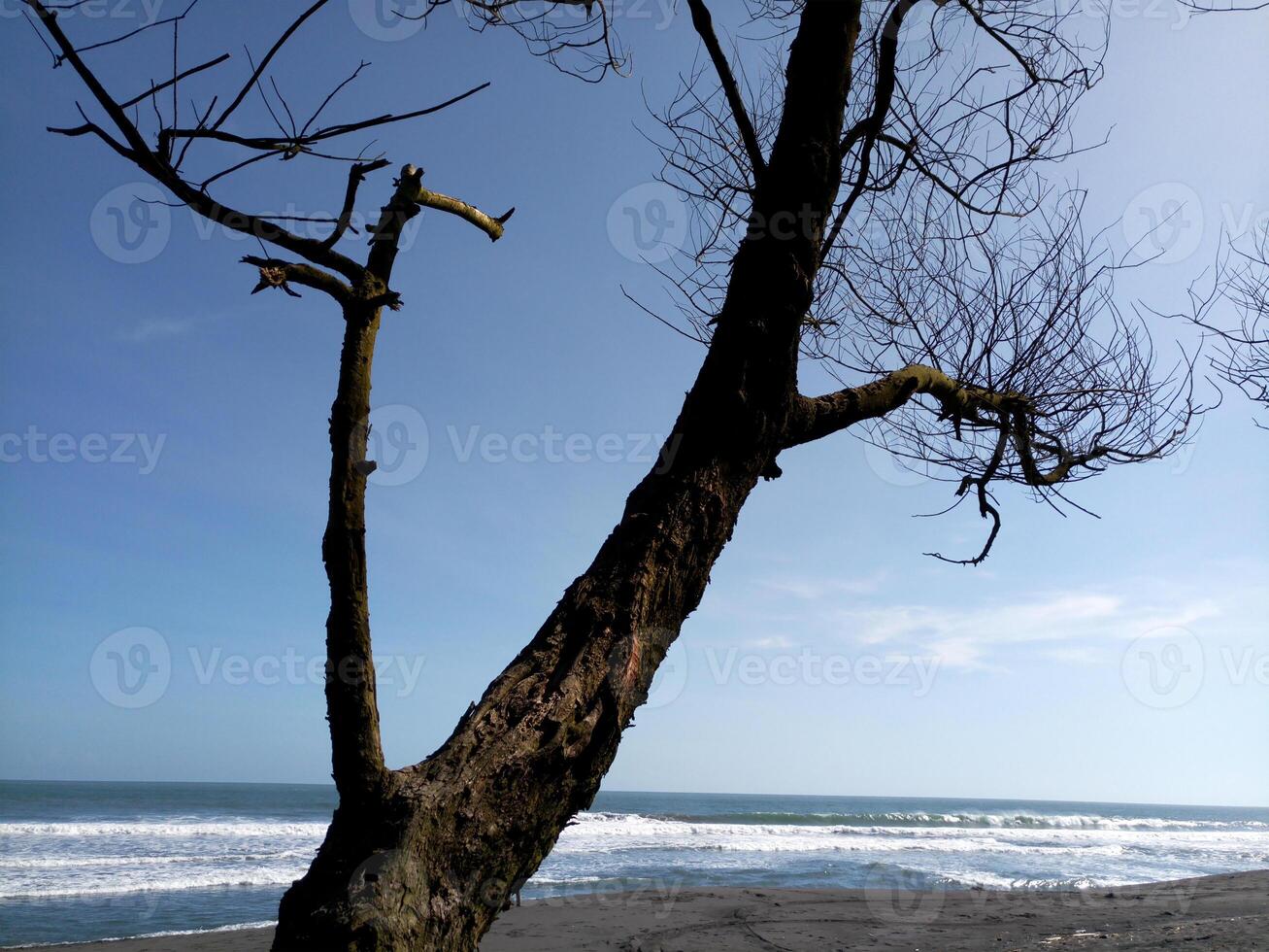 morto árvore com não Mais folhas às a de praia foto