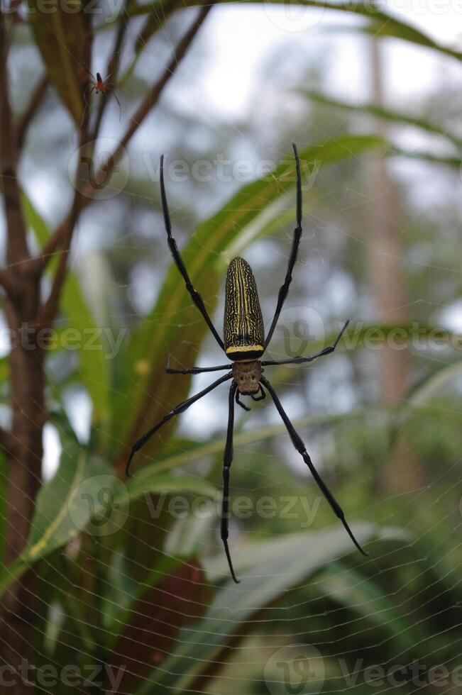 gigante madeira aranha ou Nephila pilipes dentro a quintal foto