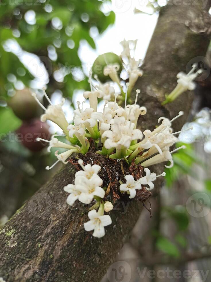 kepel fruta flor ou burahol ou estelecocarpo burahol é uma típica fruta a partir de Indonésia foto